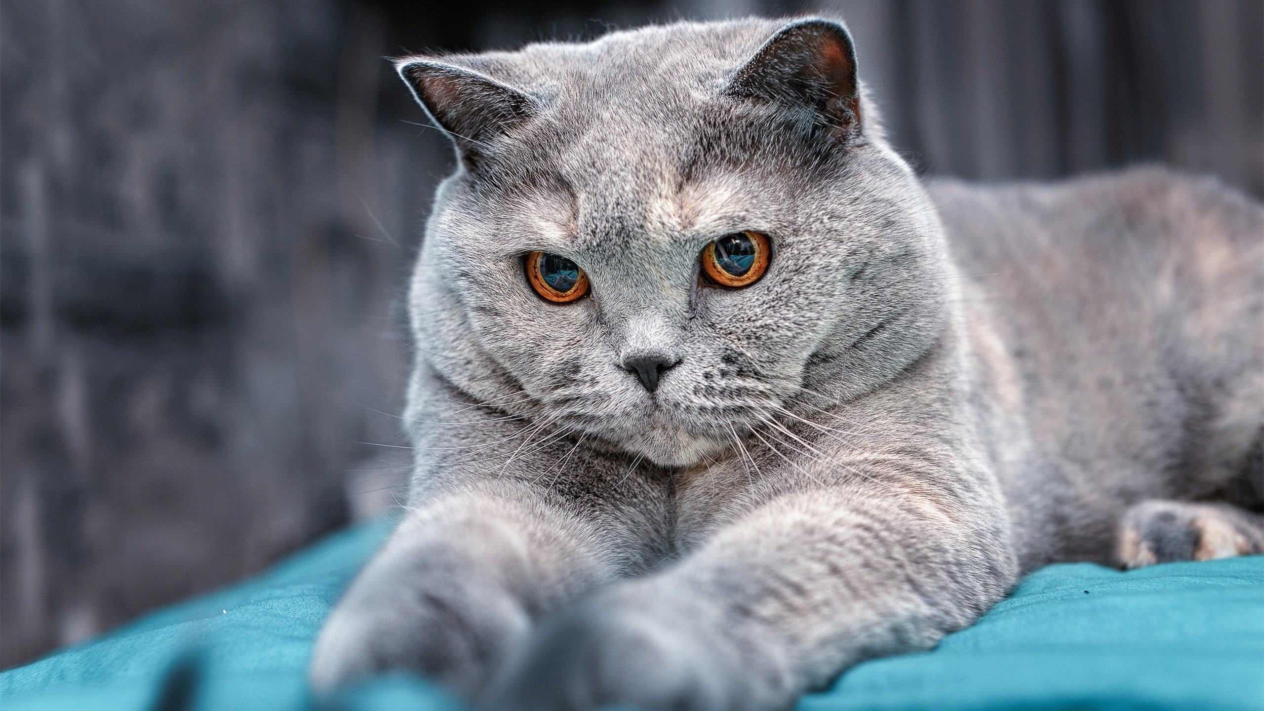 华体会网站-意甲VAR语义纠偏机制在争议判罚中的应用探讨