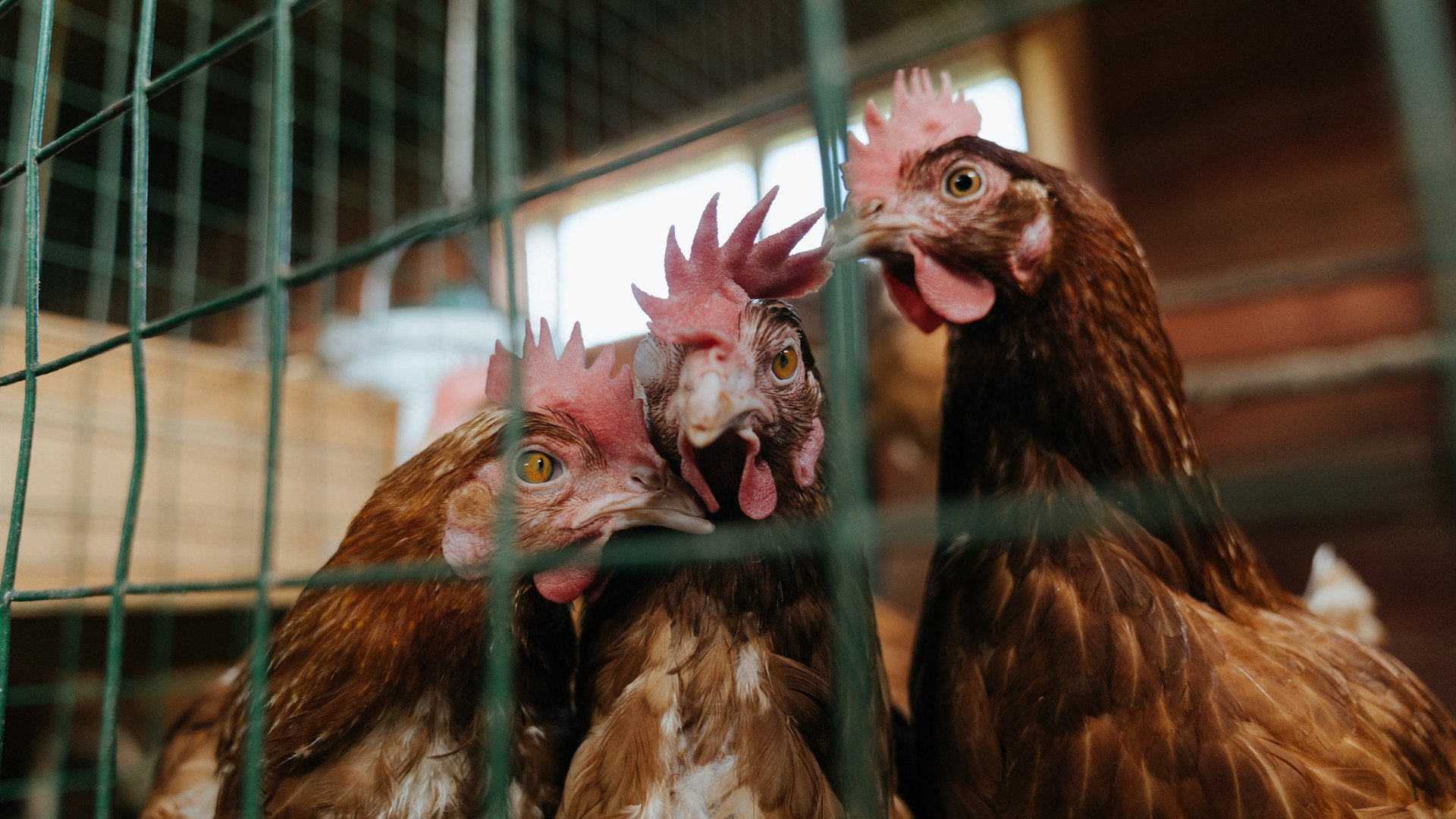 华体会app下载-篮球运动员专项技能训练个性化方案设计，篮球职业球员训练计划