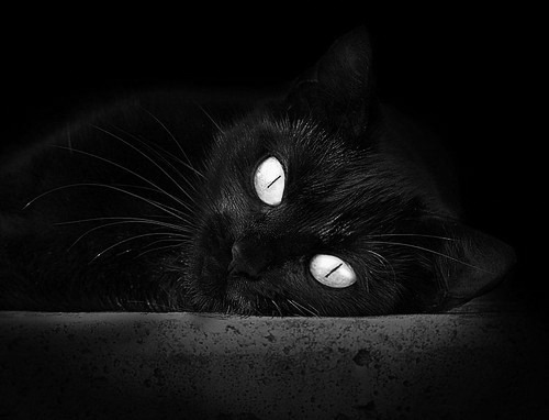 华体会登录-赛事服务智能客服系统构建与用户反馈分析，赛事服务队是干什么的