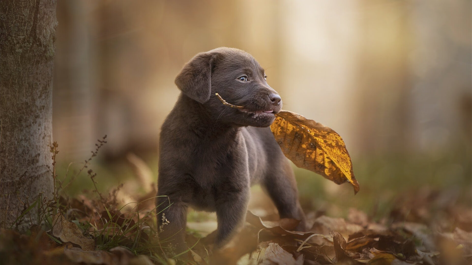 华体会app下载-埃韦顿·里贝罗传射建功，掌控节奏，里贝罗图片