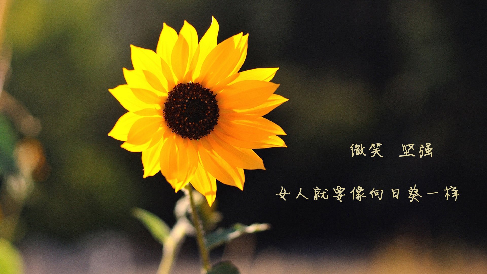 华体会app注册-澳大利亚新星游出惊人成绩，澳大利亚星星