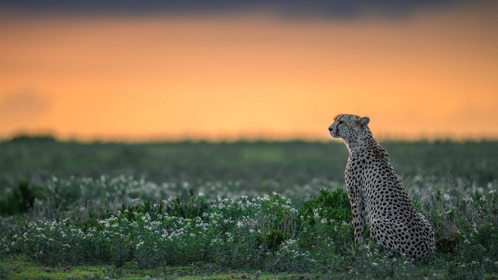 华体会在线登录-中小学篮球注重培养运动兴趣促进健康生活方式，如何培养小学生篮球兴趣
