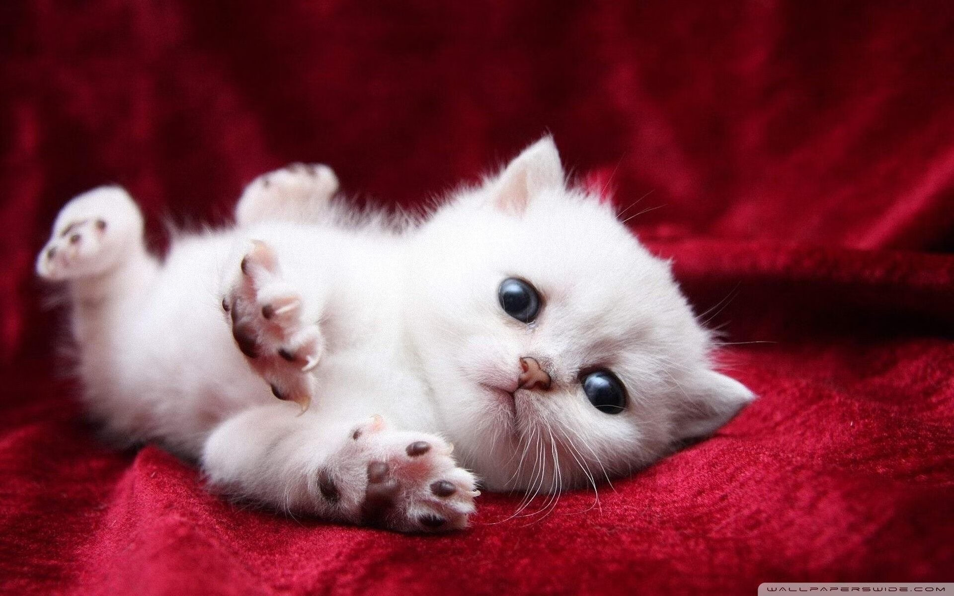 华体会登录-利物浦在欧冠中奋勇前行，志在夺冠