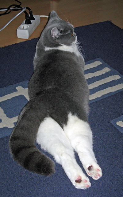 华体会app安装-德甲的最新裁判技术引入，德甲锦集