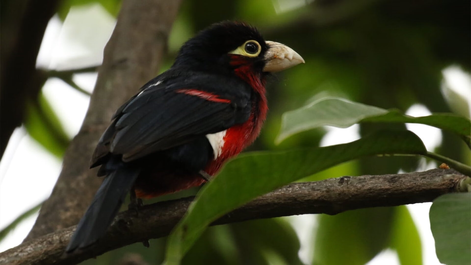 华体会app安装-法甲联赛的智能场馆建设，法甲新球场