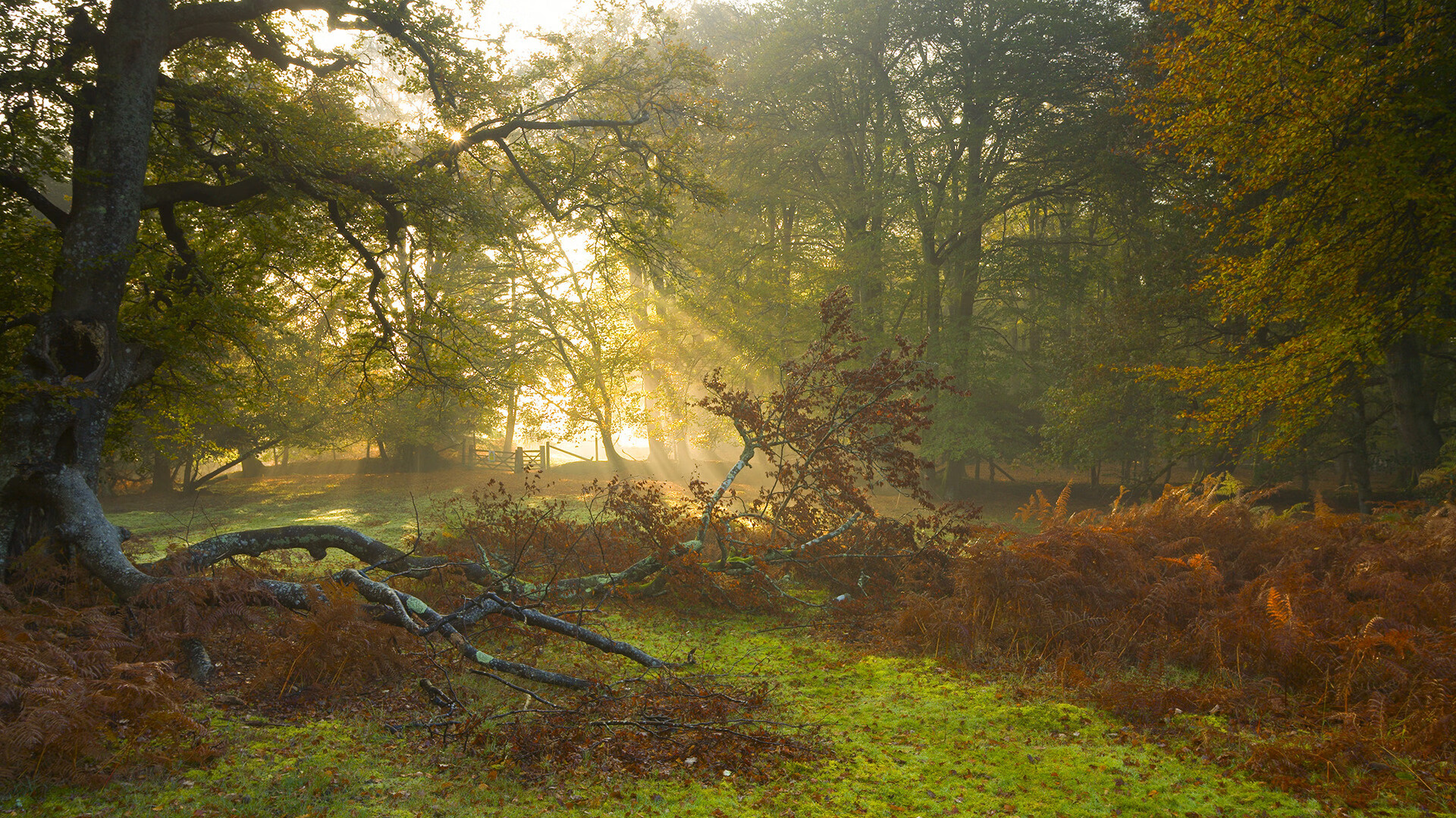华体会官网-瑞·弗兰：每次进攻中的“核心传球者”，总能在关键时刻找到队友