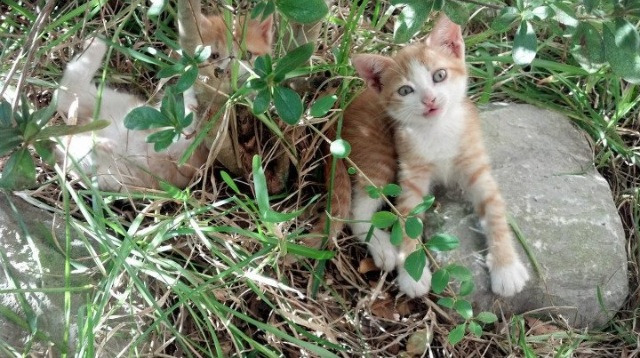 华体会登录地址-跳水动作质量高希腊收获信心，希腊奥运会跳水