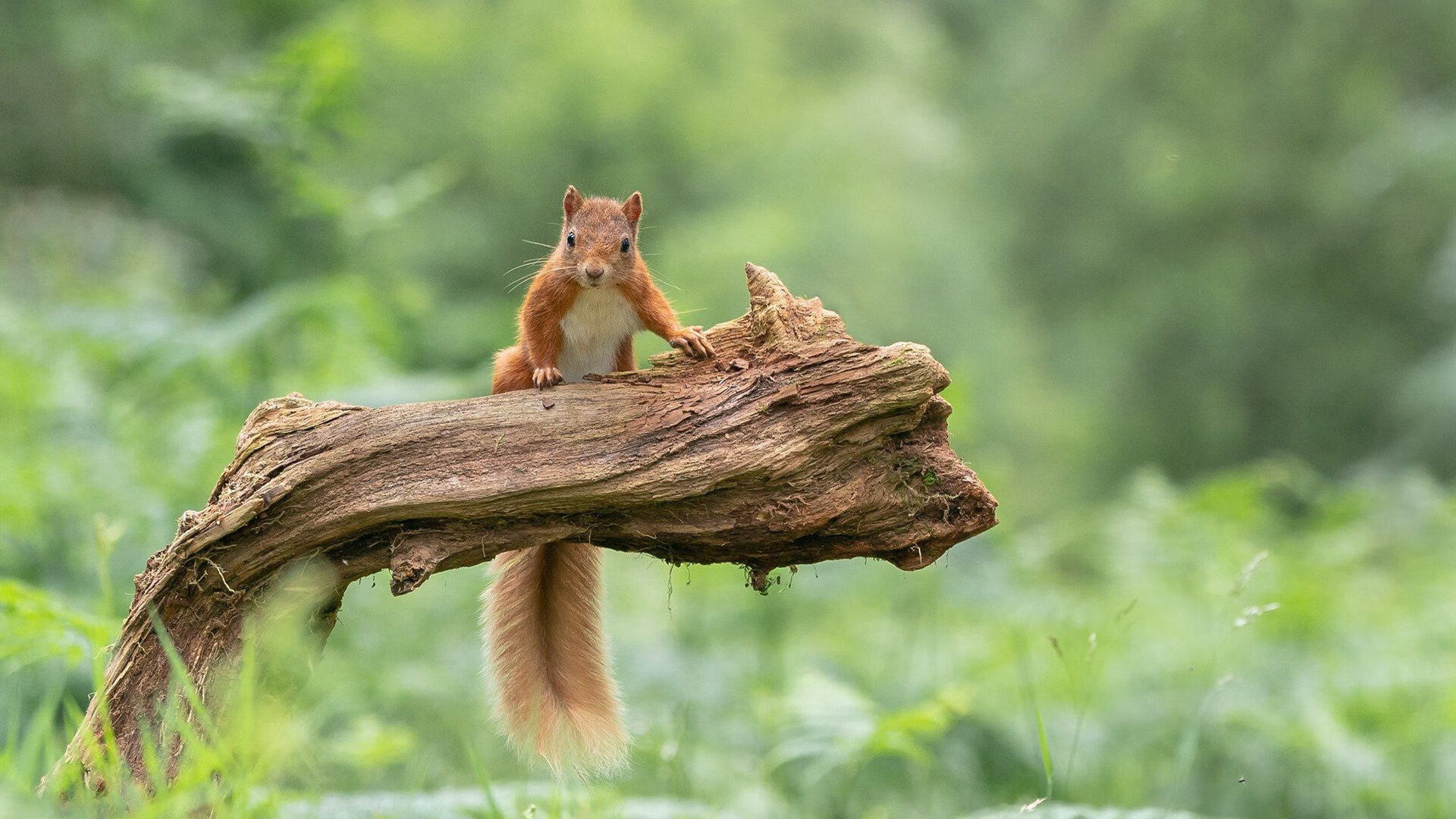 华体会登录地址-跳水难度升级突尼斯稳中求进，跳水最大难度系数