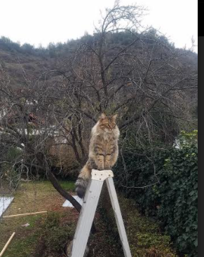 华体会在线下载-骑士中锋强调训练中注重细节执行,骑士对队员